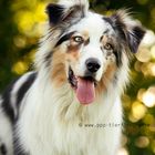 Australian Shepherd