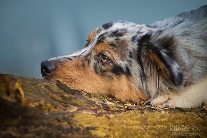 Australian Shepherd