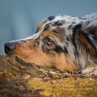 Australian Shepherd