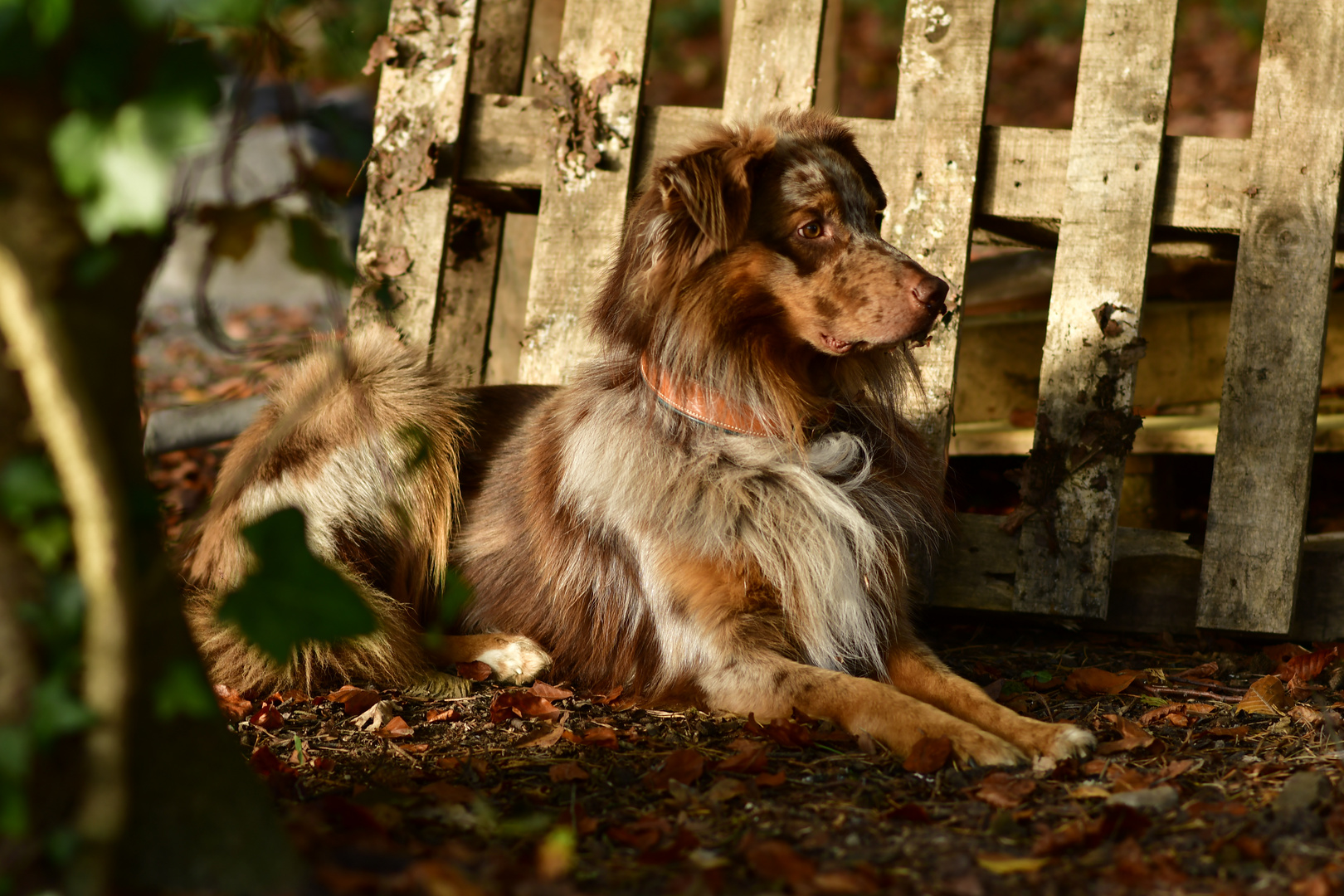 Australian Shepherd