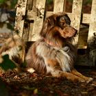 Australian Shepherd