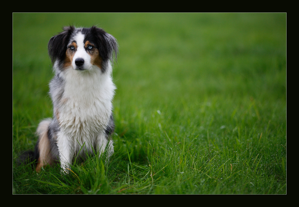 "Australian Shepherd"