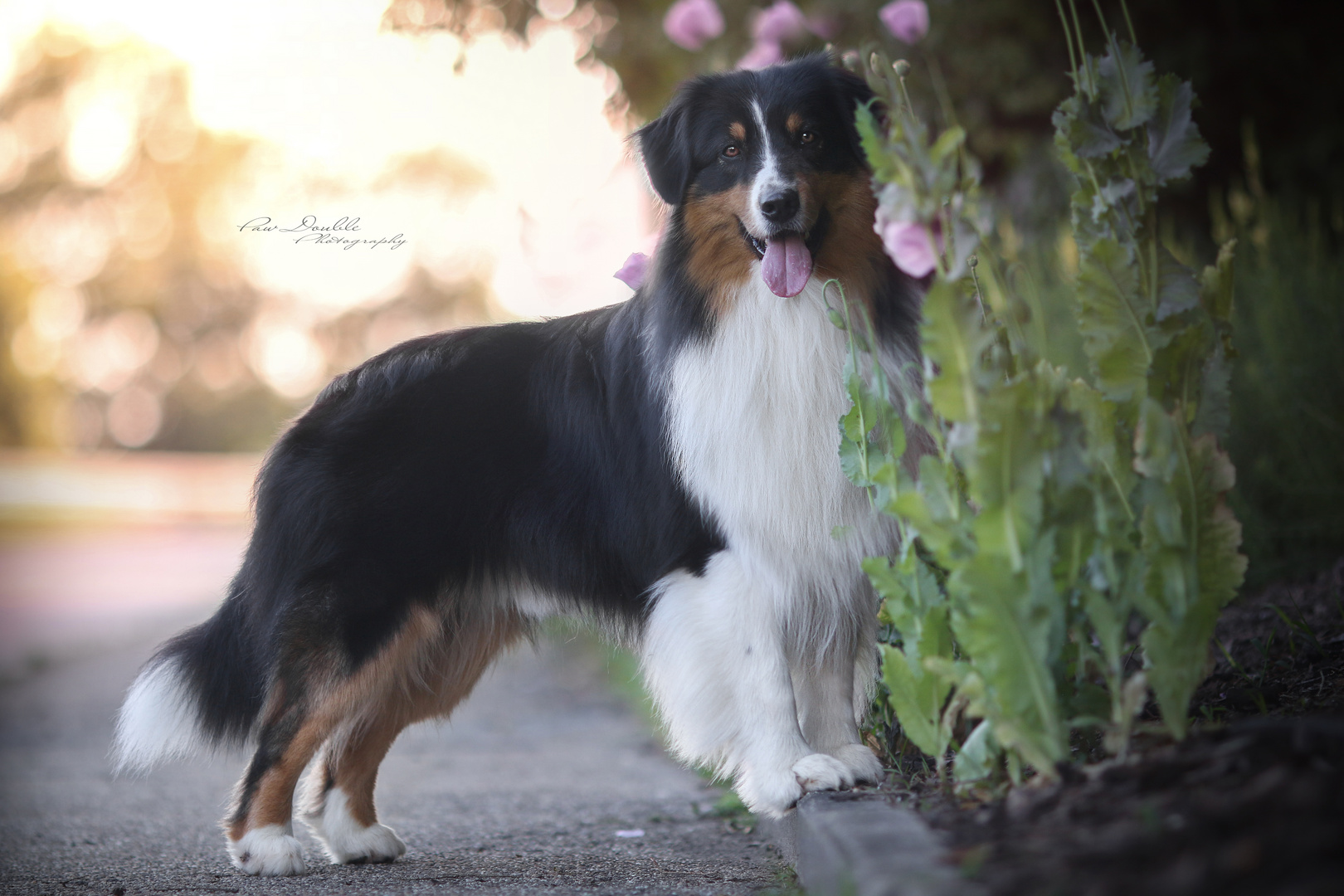 Australian Shepherd