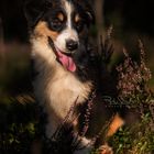 Australian Shepherd 3