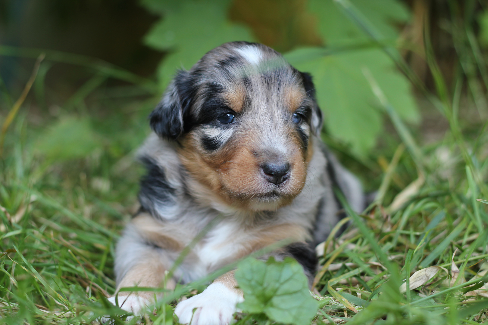 Australian Shepherd