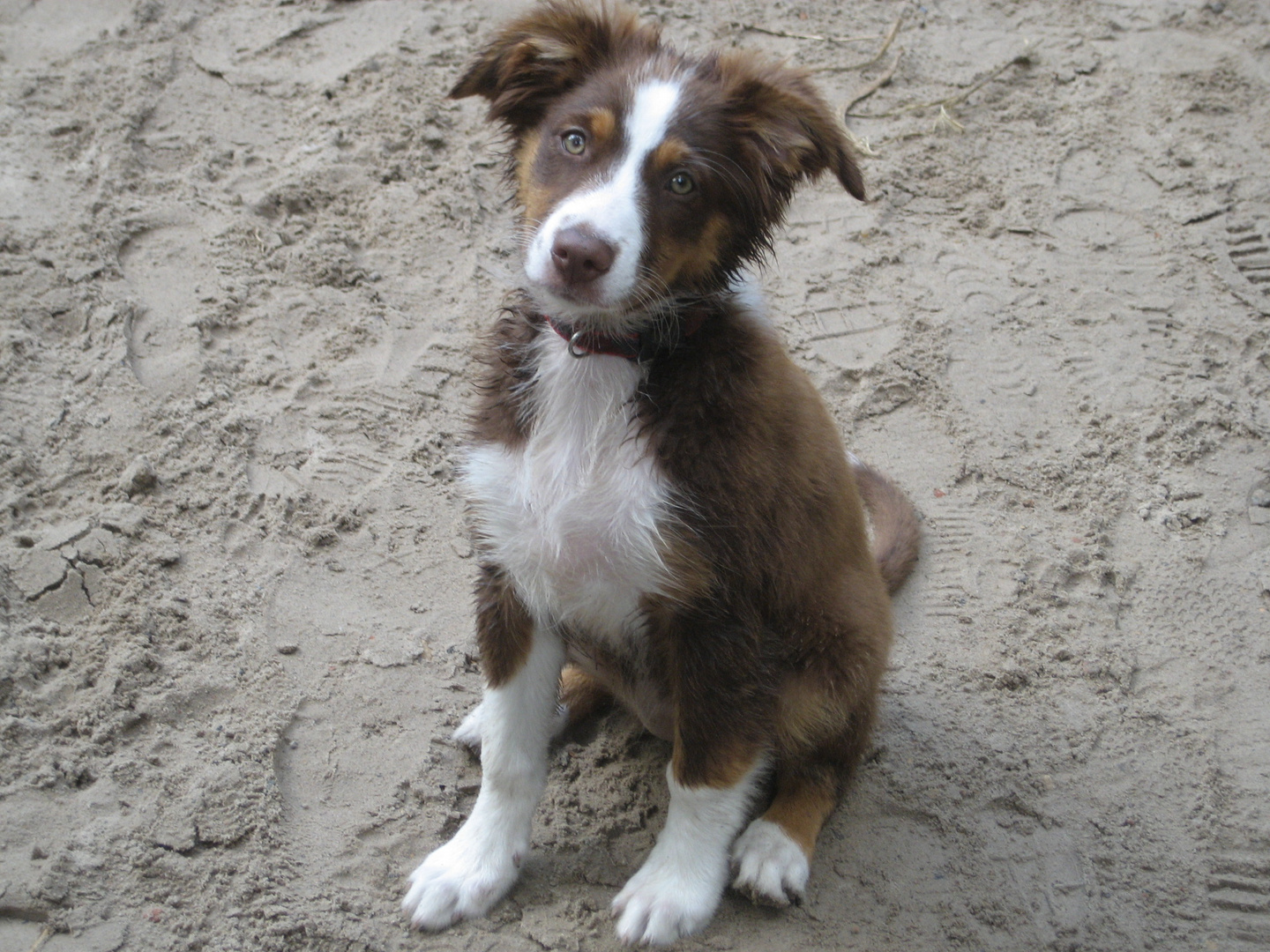 Australian Shepherd