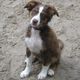 Australian Shepherd