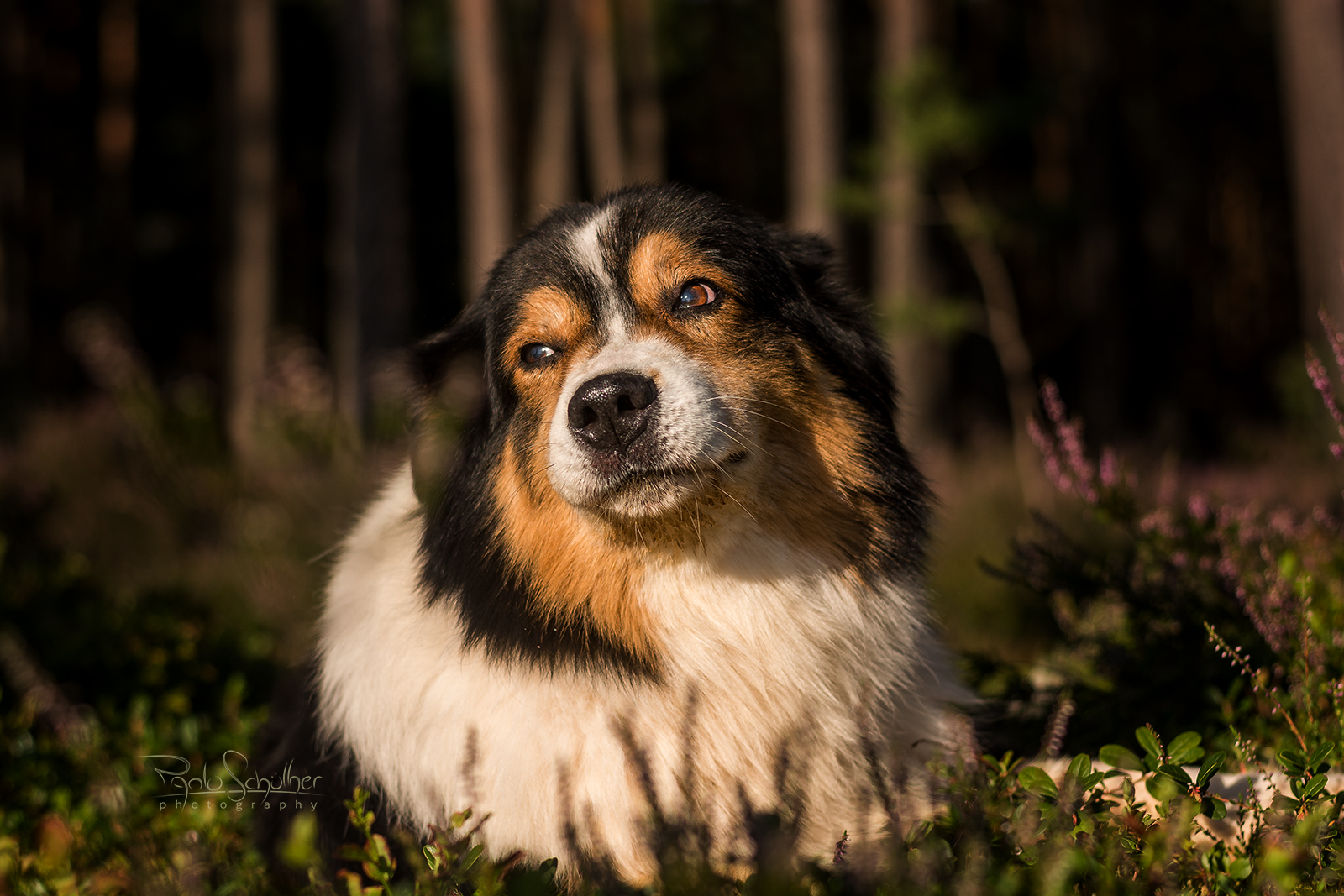 Australian Shepherd 4