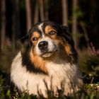 Australian Shepherd 4