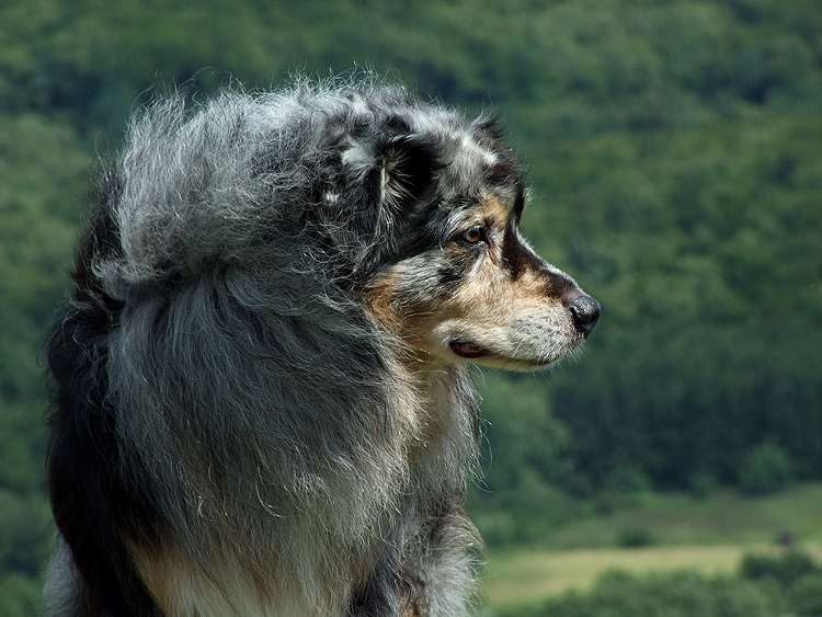 Australian Shepherd