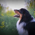 Australian Shepherd