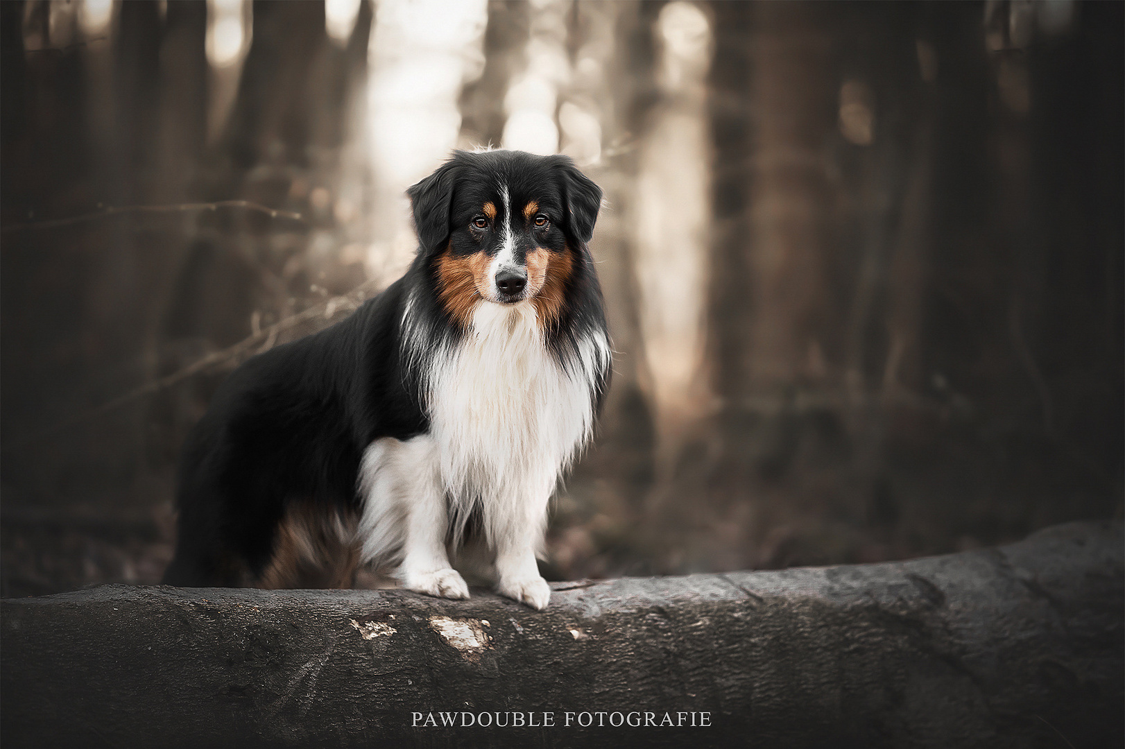 Australian Shepherd 