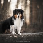 Australian Shepherd 