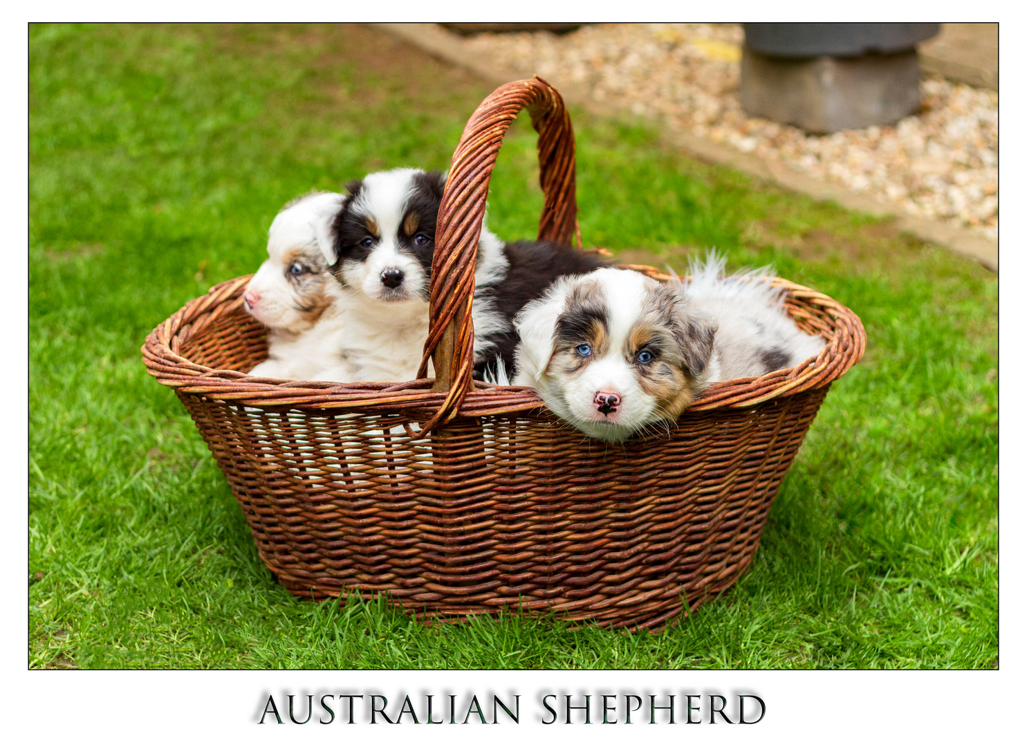 Australian Shepherd