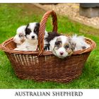 Australian Shepherd