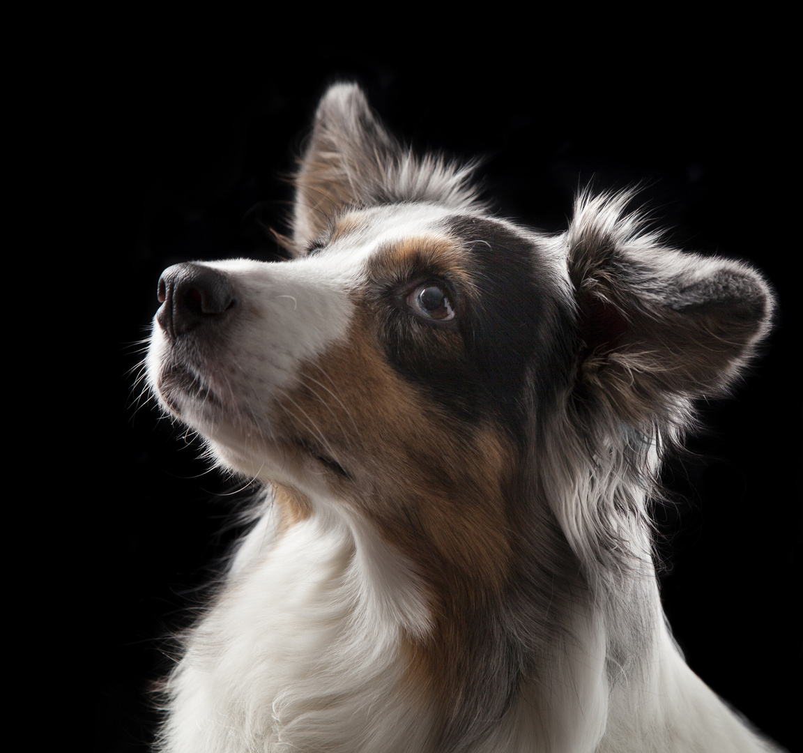 Australian Shepherd