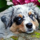 Australian Shepherd