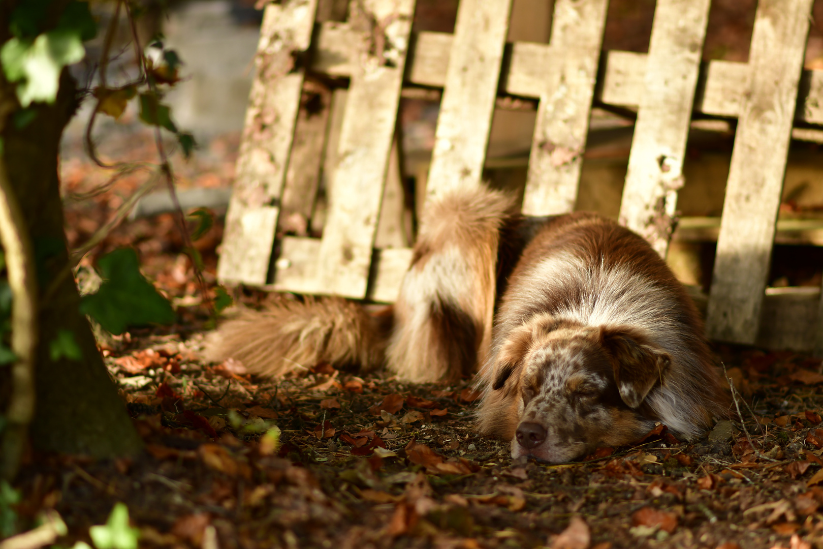 Australian Shepherd