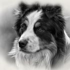 Australian Shepherd