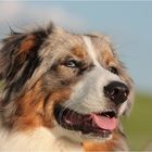 Australian Shepherd