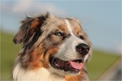 Australian Shepherd