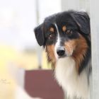 Australian Shepherd