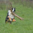 Australian Shepherd