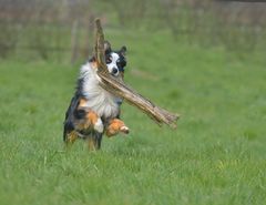 Australian Shepherd