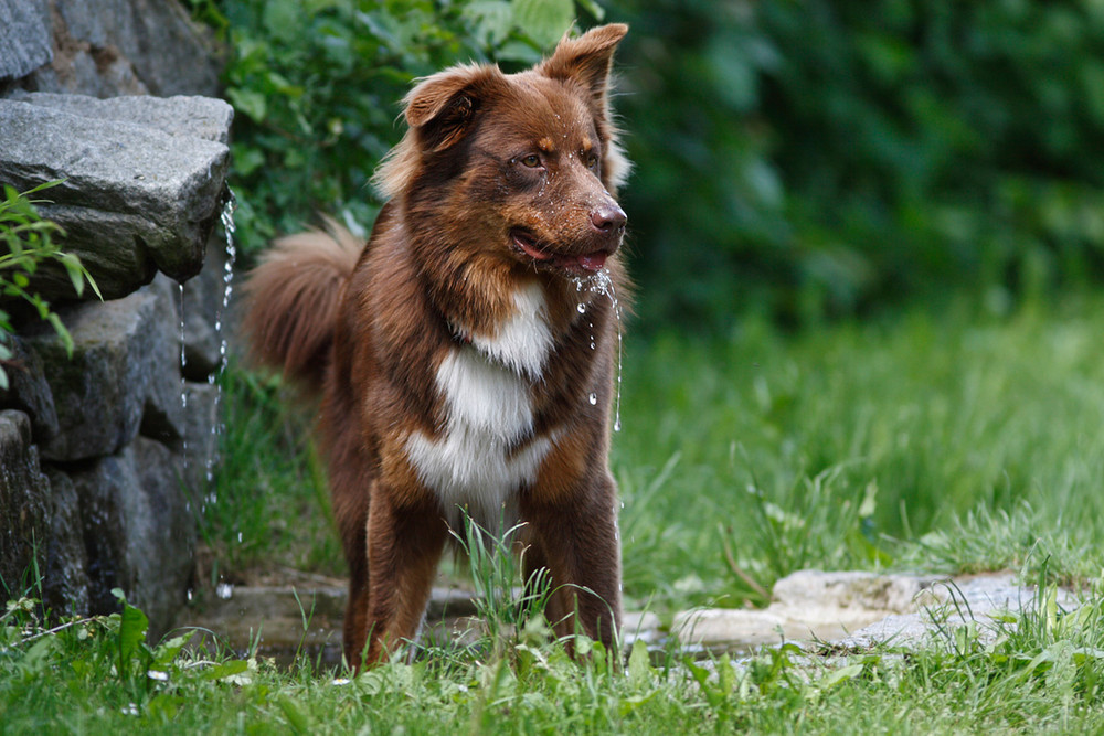 Australian Shepherd....