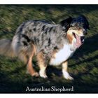 Australian Shepherd