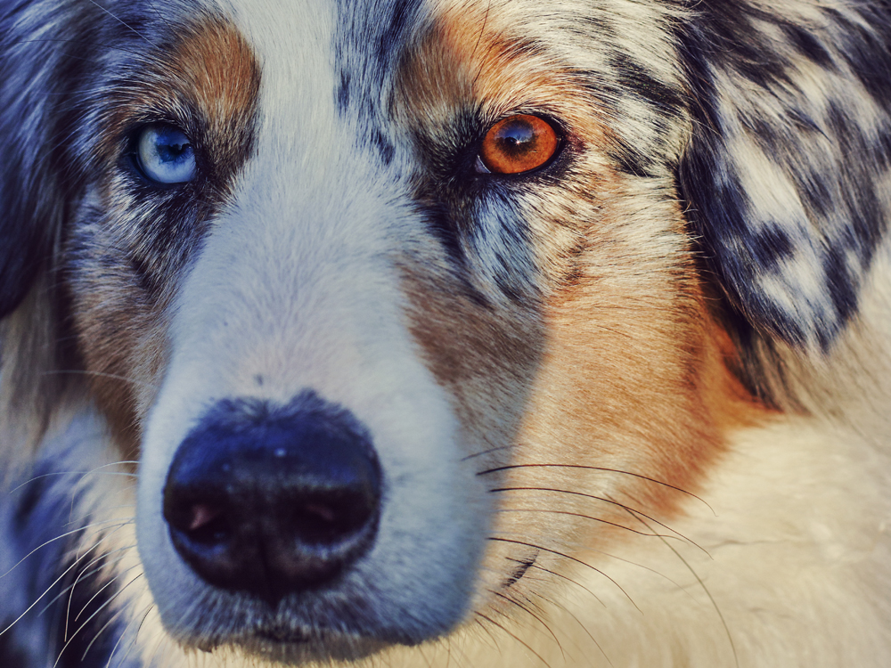 australian shepherd