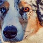 australian shepherd