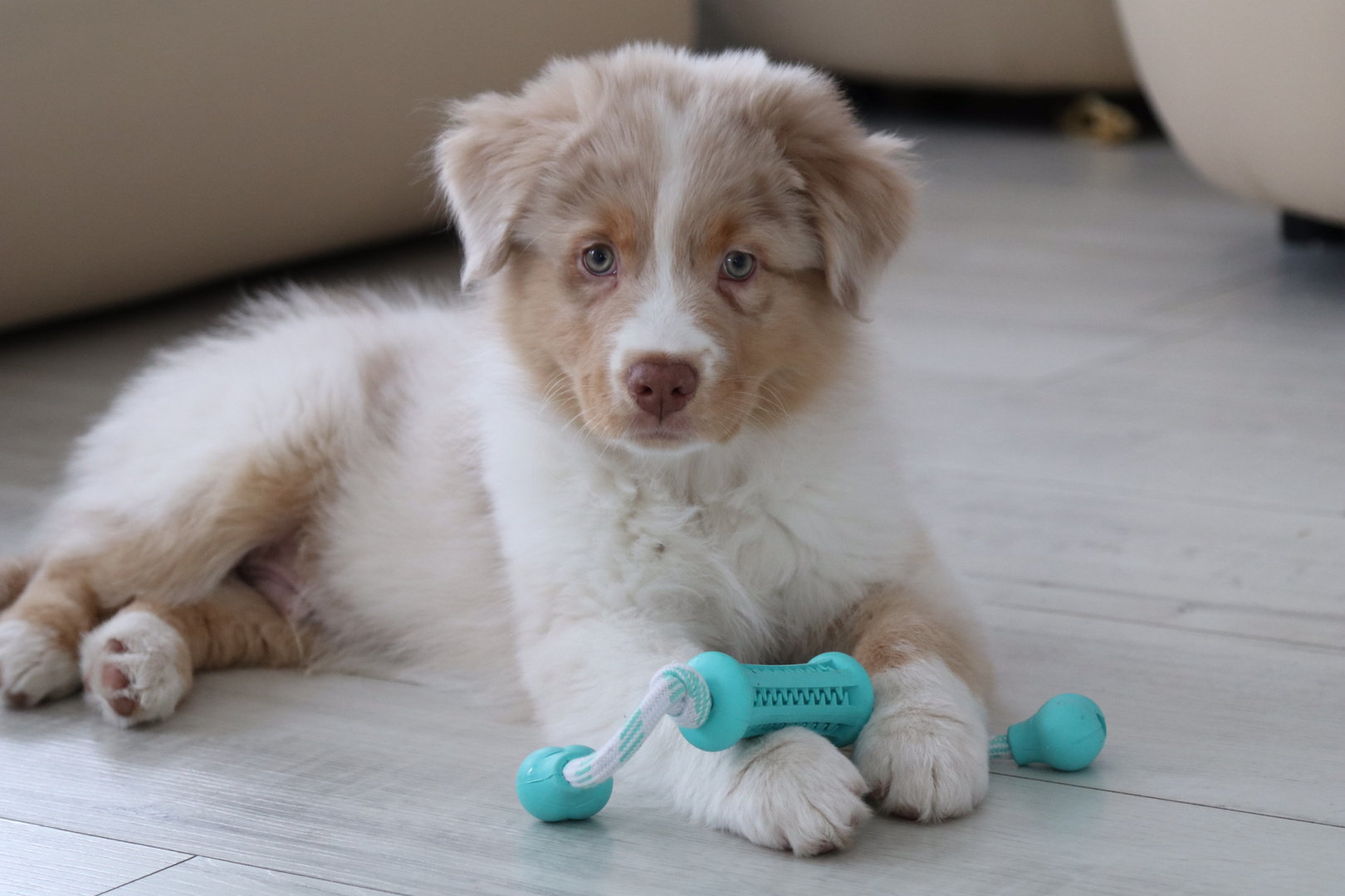 Australian Shepherd