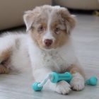 Australian Shepherd