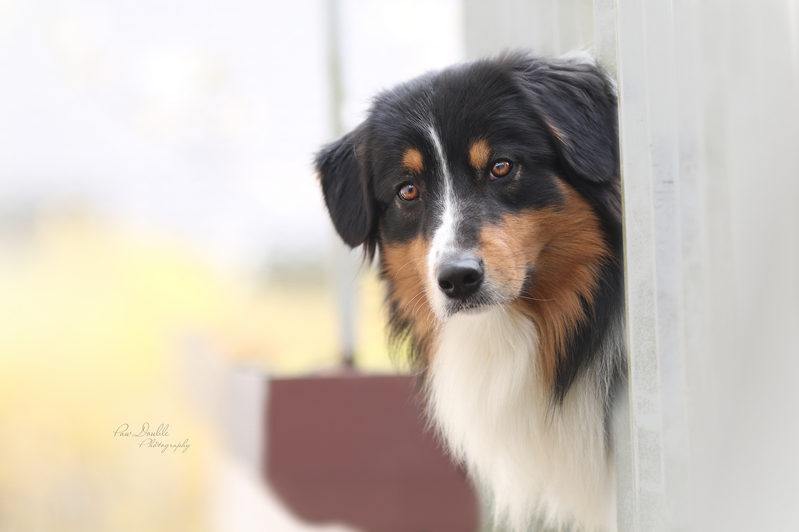 Australian Shepherd