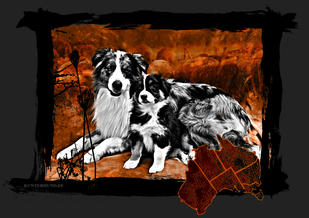 Australian Shepherd