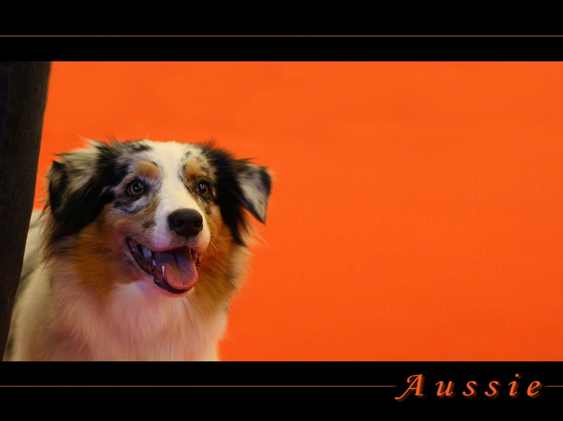 Australian Shepherd