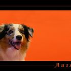 Australian Shepherd