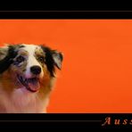 Australian Shepherd