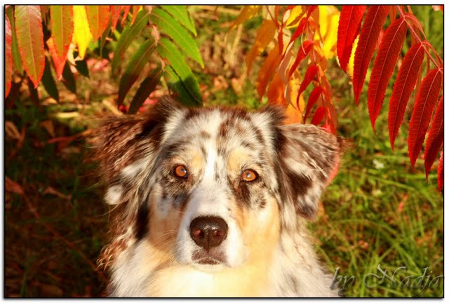 Australian Shepherd