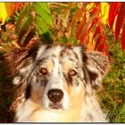 Australian Shepherd