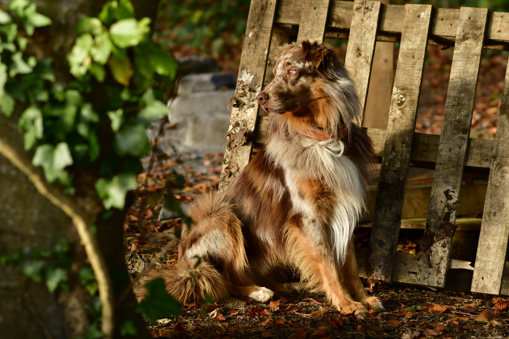 Australian Shepherd