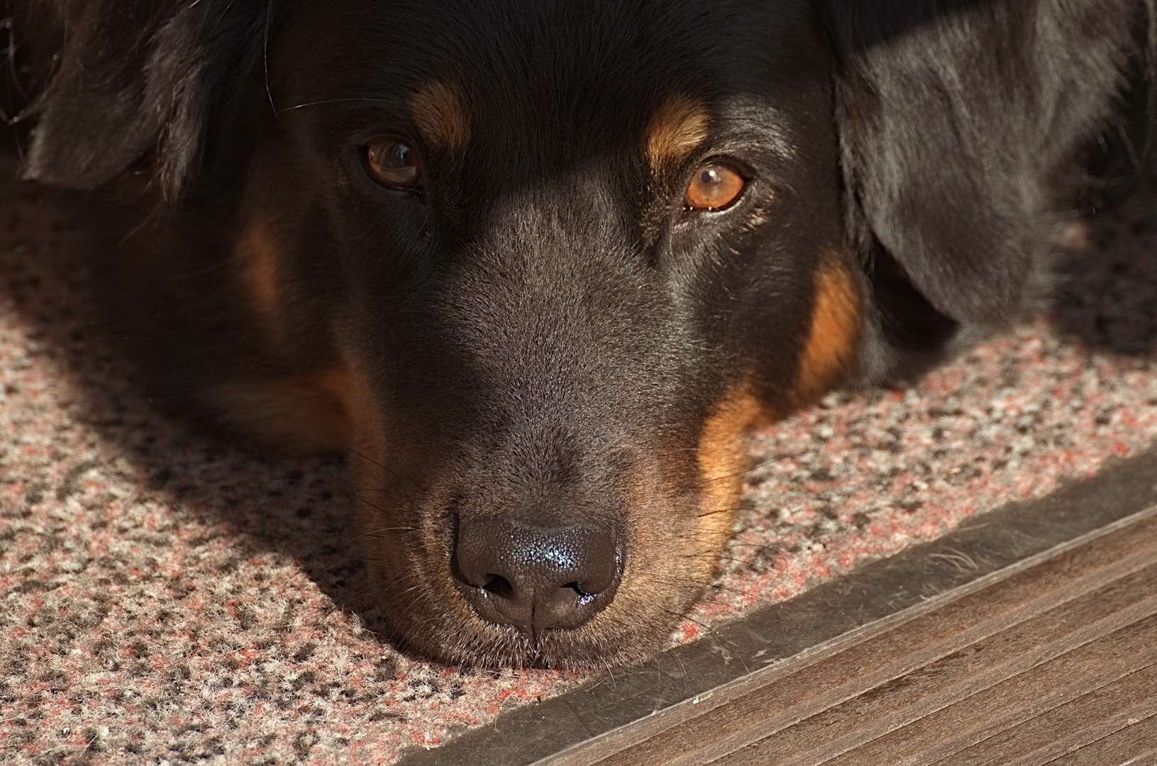 Australian Shepherd