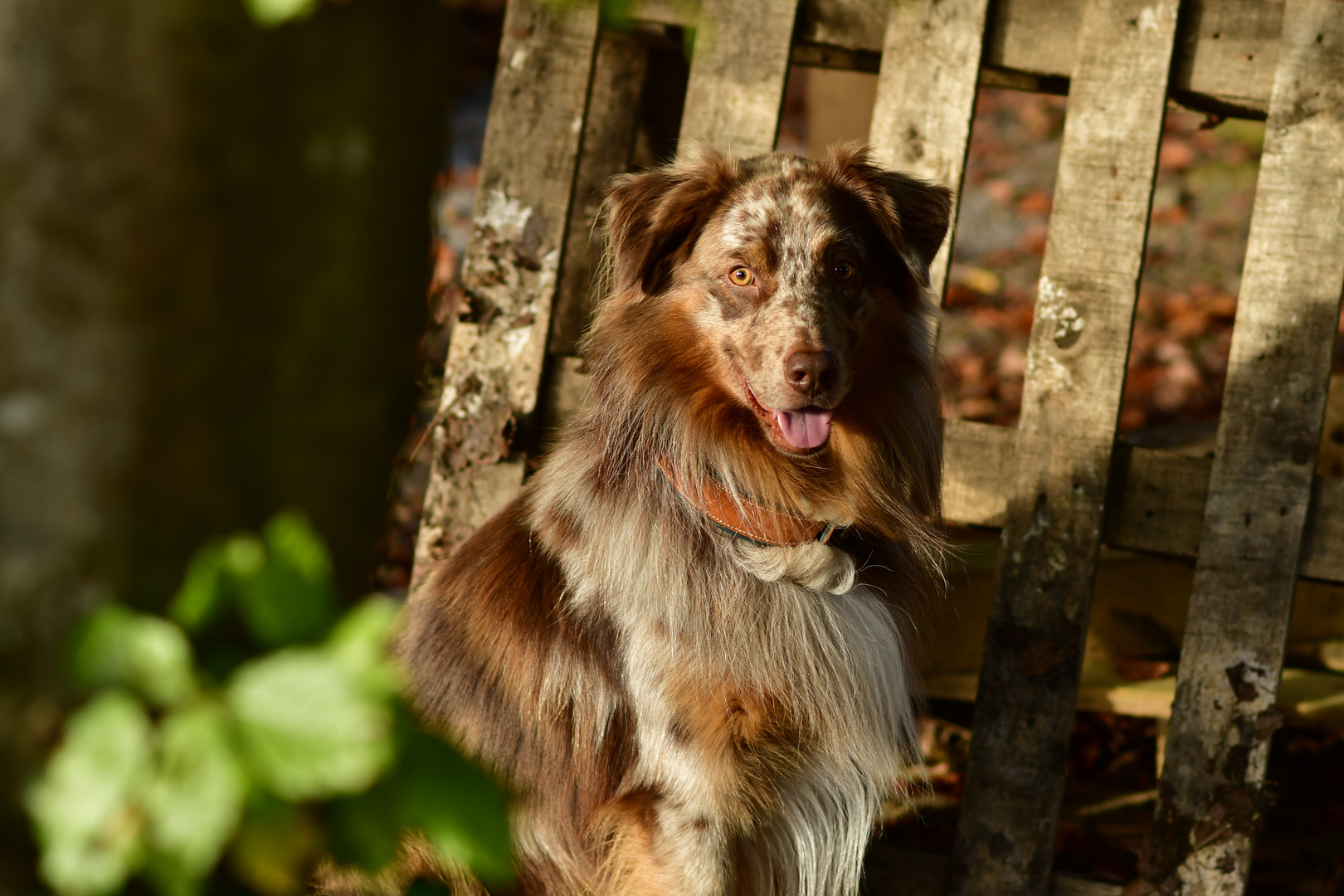 Australian Shepherd