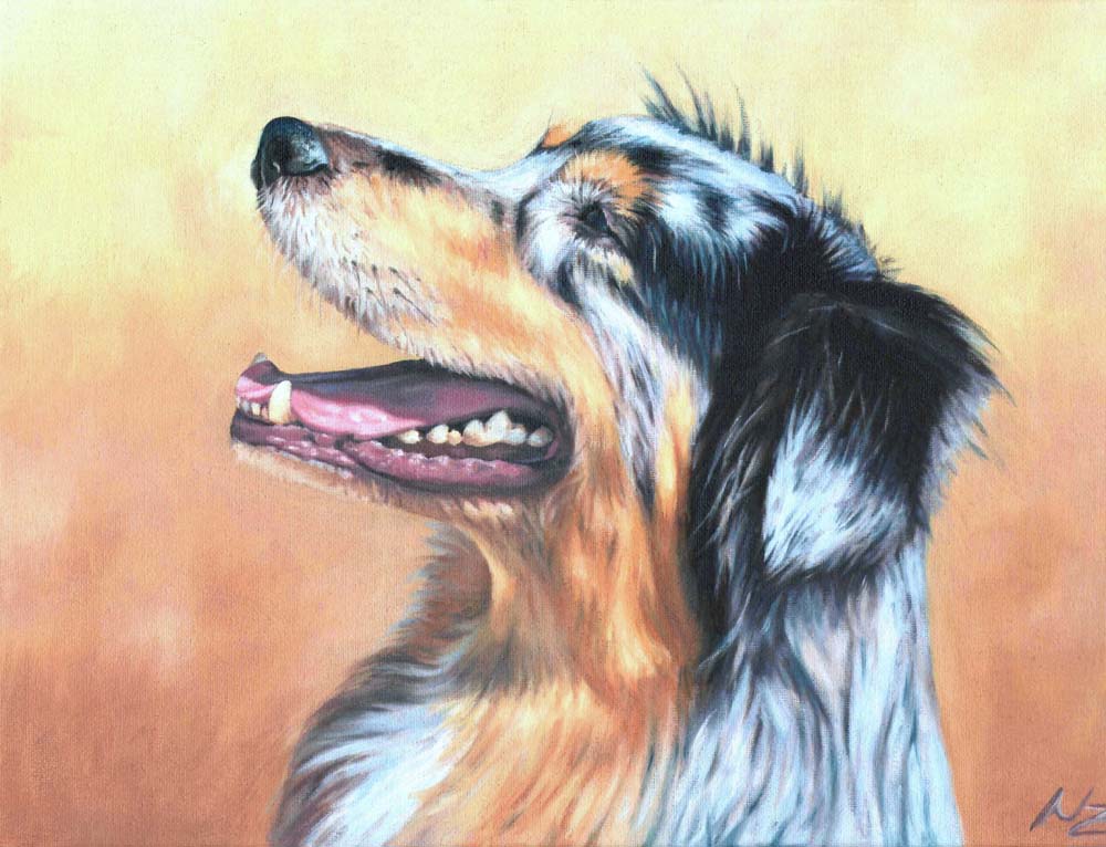 Australian Shepherd