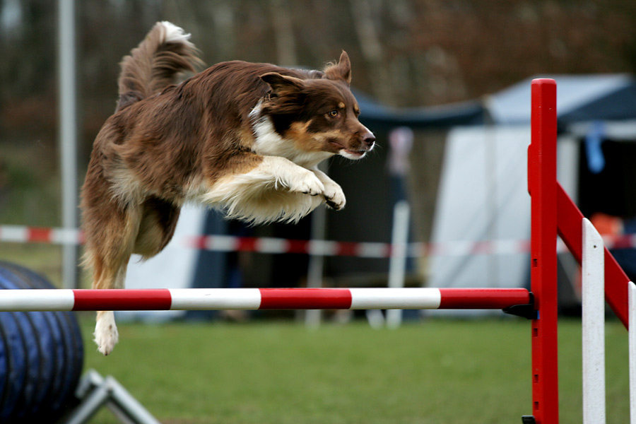 Australian Shepherd Agility Foto & Bild tiere, haustiere, hunde Bilder auf