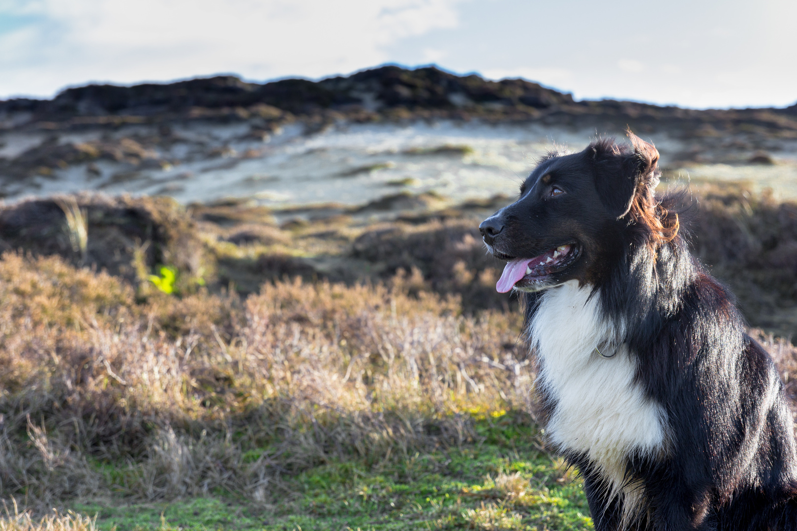 Australian Shepherd aka Seashepherd