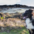 Australian Shepherd aka Seashepherd