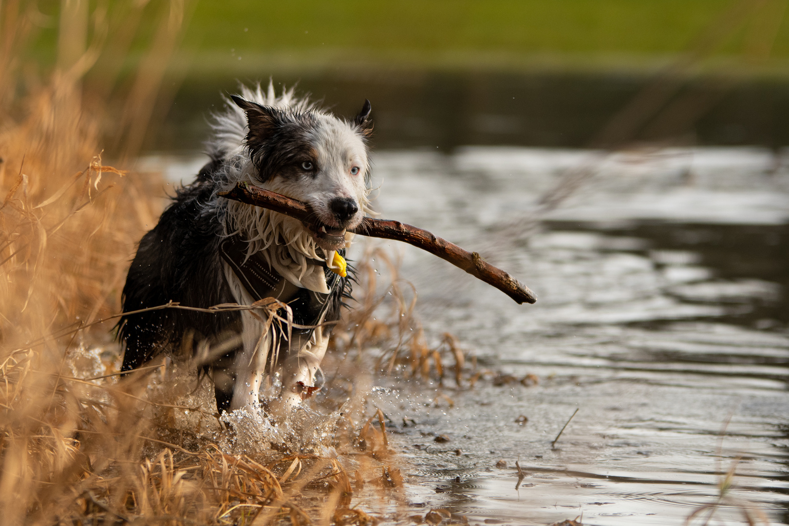 Australian Shepherd am Ufer 