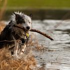 Australian Shepherd am Ufer 